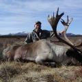 My first Caribou My first Caribou